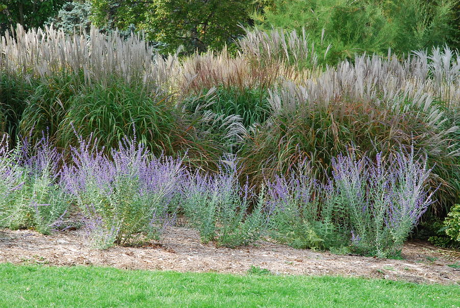 Lavender Shrubs Photograph by Ee Photography