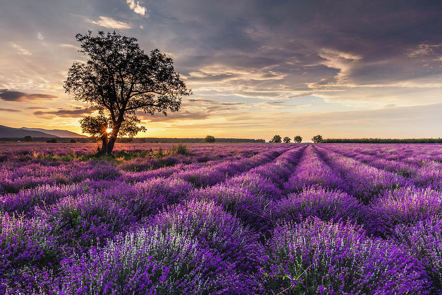 Lavender Sunrise by Evgeni Dinev Lavender Sunrise by Evgeni Dinev