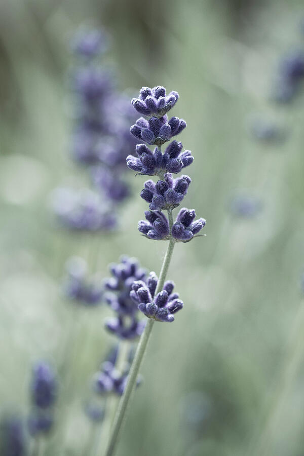 Lavender Photograph by Tanya C Smith