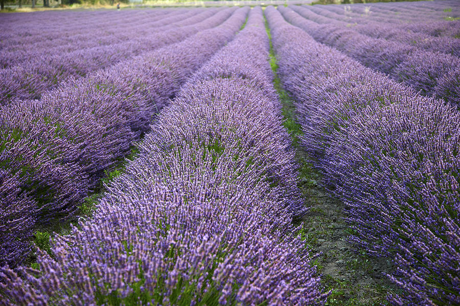 Lavender Photograph by Thelinke