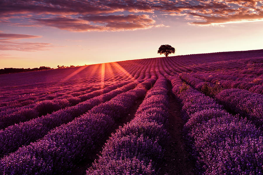 Lavender Tree Photograph by Evgeni Dinev