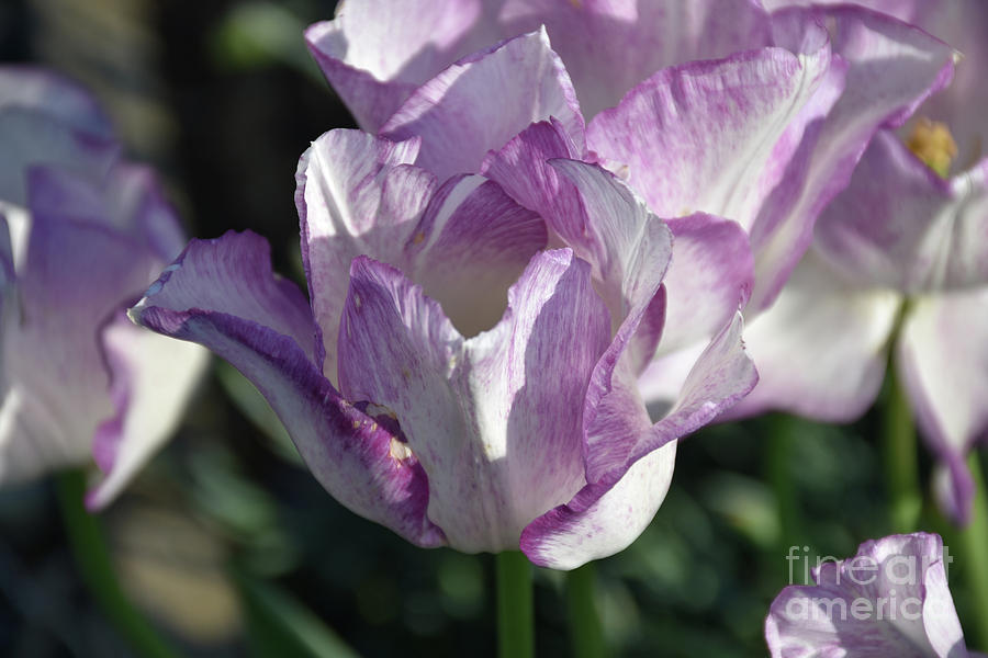 Tulip Photograph - Lavender Trimmed White Tulip in Bloom in Spring by DejaVu Designs