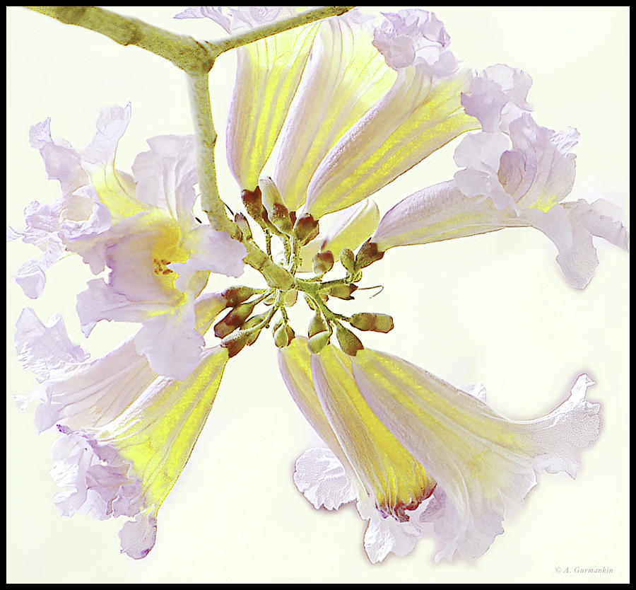 Lavender Trumpet Tree Flowers Photograph by A Macarthur Gurmankin