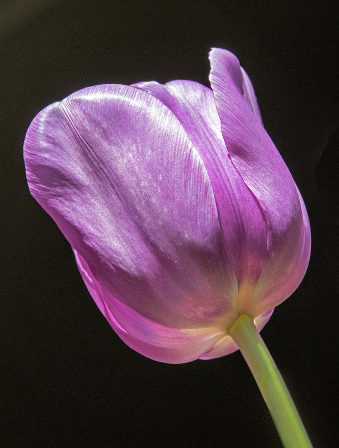 Lavender Tulip Photograph