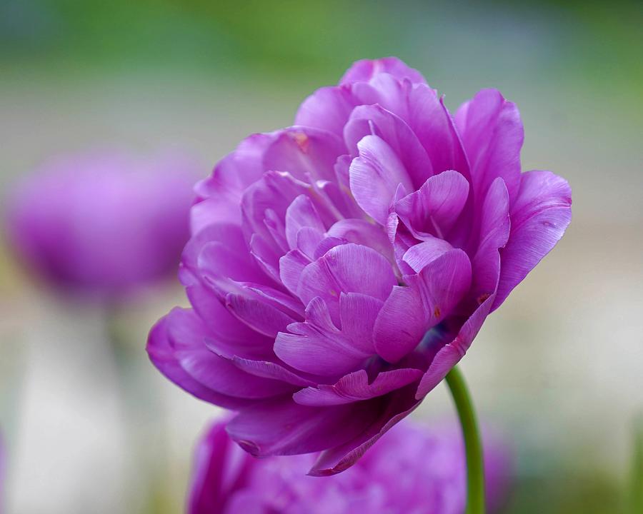 Lavender Tulip Photograph by Susan Rydberg