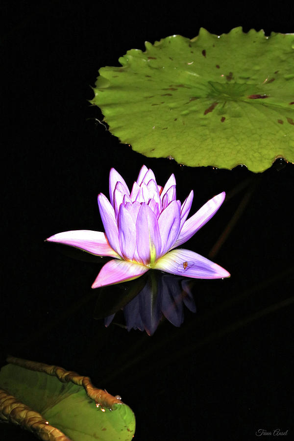 Lavender Water Lily with Reflection Photograph by Trina Ansel