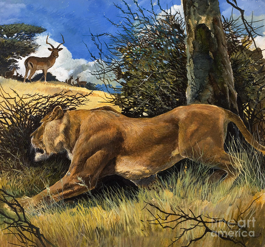 Wildlife Painting - Law Of The Wild by Gw Backhouse