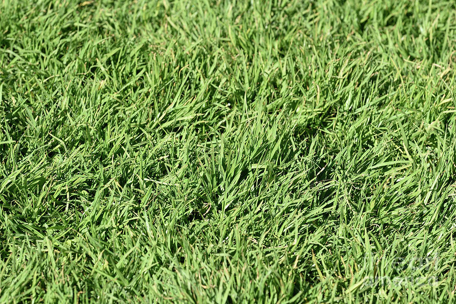 Lawn grass III Photograph by George Atsametakis