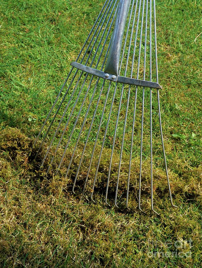 Lawn Scarification Photograph by Geoff Kidd/science Photo Library ...