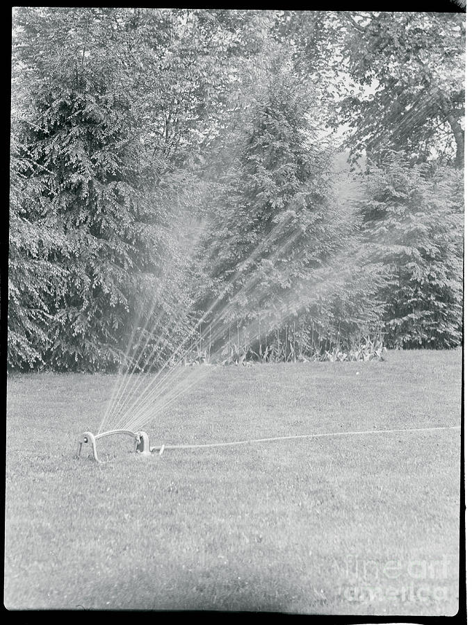 Lawn Sprinkler On Lawn Photograph by Bettmann