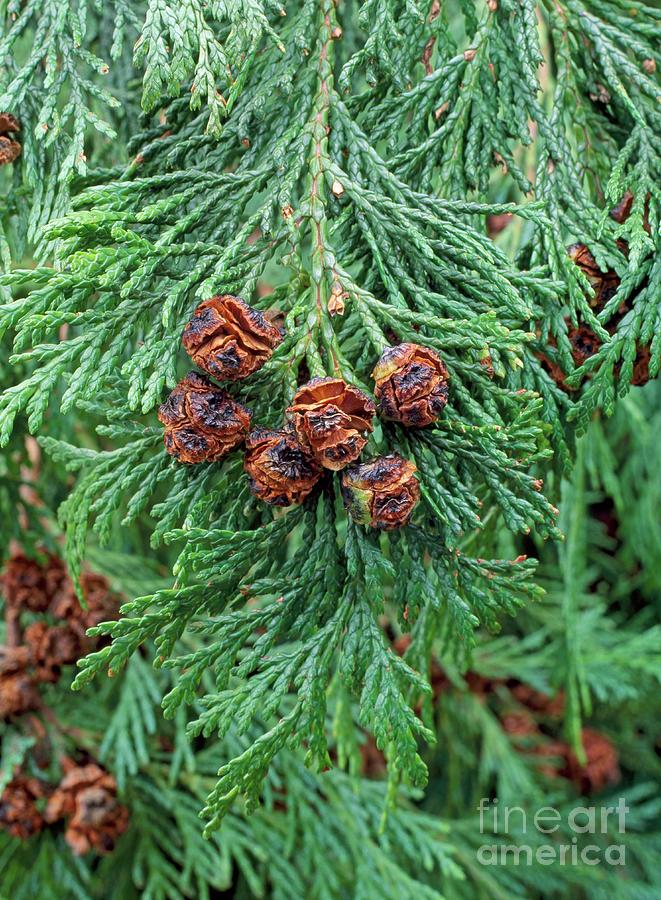 Lawson Cypress (chamaecyparis Lawsoniana) Photograph by Geoff Kidd/science Photo Library
