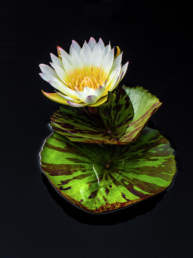 Lily Photograph - Layered Lily by Ginger Stein