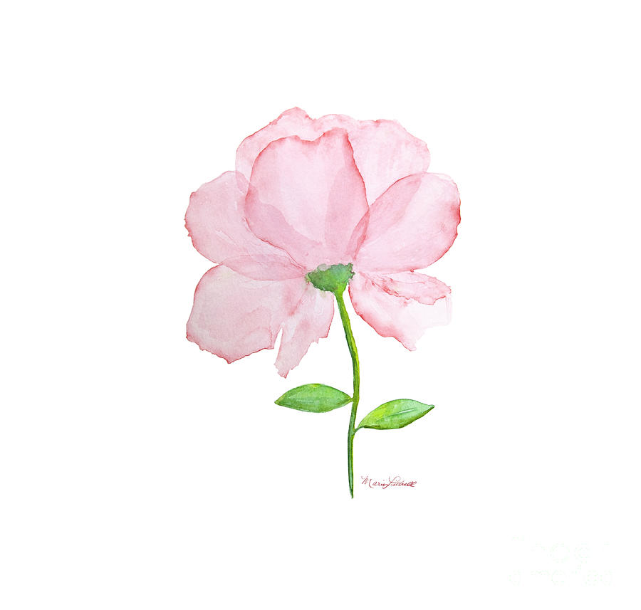 Layered Pink Watercolor Flower Painting by Marie Littrell - Fine Art America