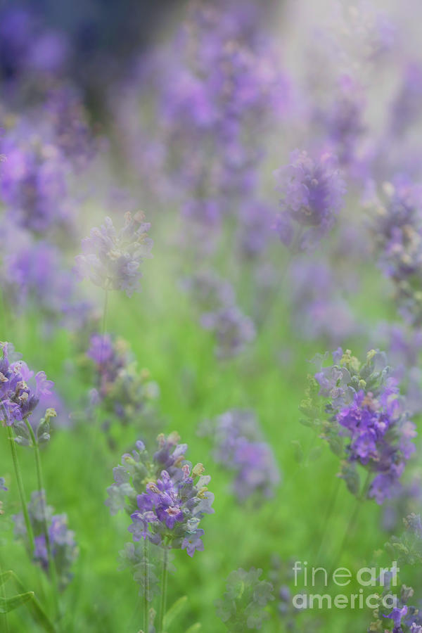 Layers of Lavender by Cathy Donohoue Layers of Lavender by Cathy Donohoue