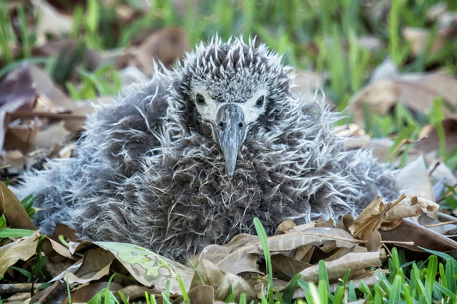 Laysan Albatross Chick, No. 1 by Belinda Greb Laysan Albatross Chick, No. 1 by Belinda Greb