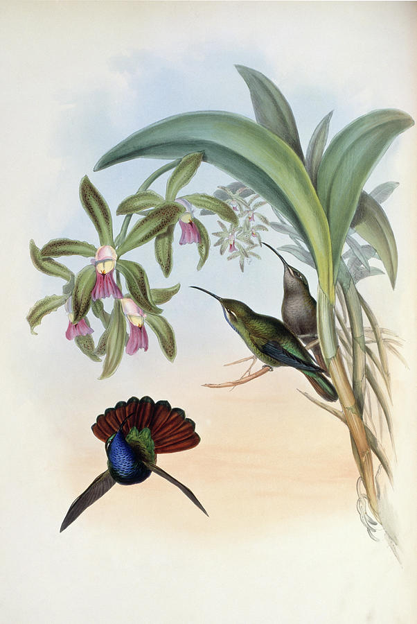 Lazuline Sabre-wing (campylopterus Painting by Academy Of Natural Sciences Lazuline Sabre-wing (campylopterus Painting by Academy Of Natural Sciences