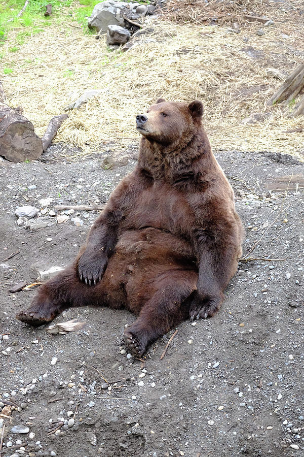 Lazy Bear Photograph by David Jenkinson