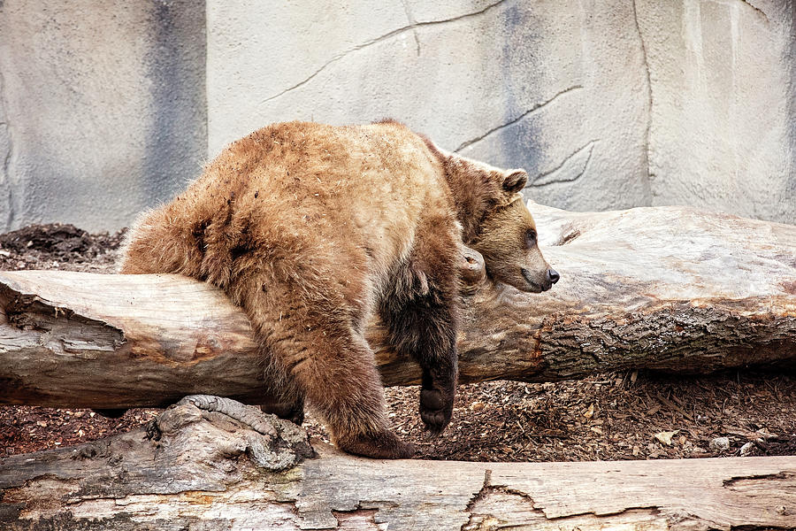 Lazy Bear Photograph by Deborah Penland