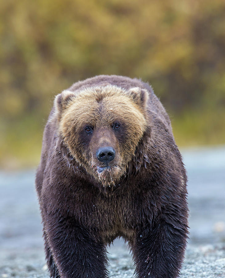 Lazy C Angry Bear by Kevin Dietrich Lazy C Angry Bear by Kevin Dietrich