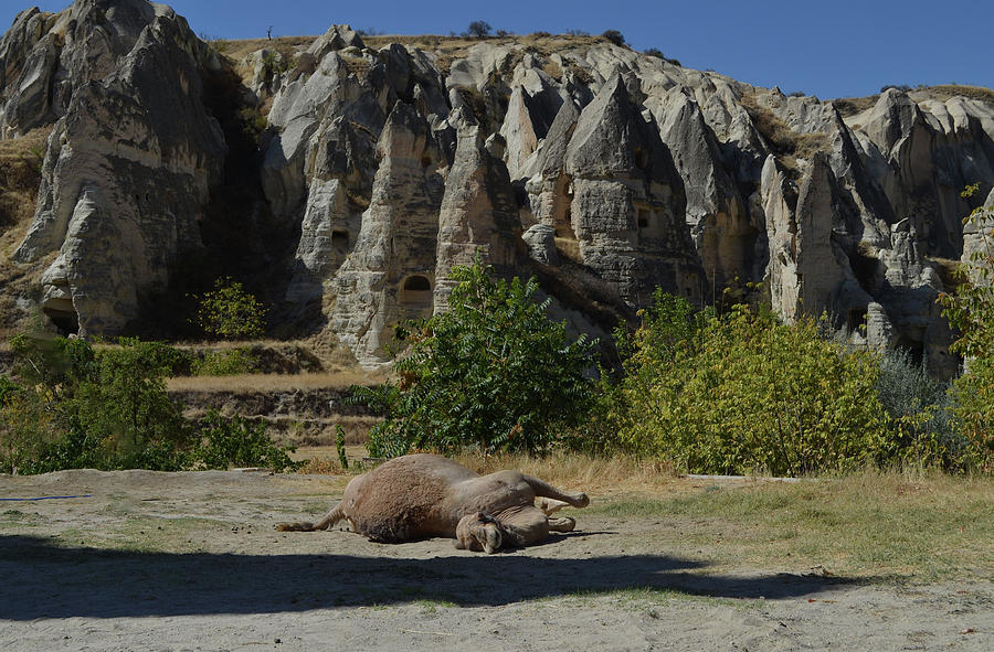 Lazy camel in Cappadocia Photograph by Rumiana Nikolova