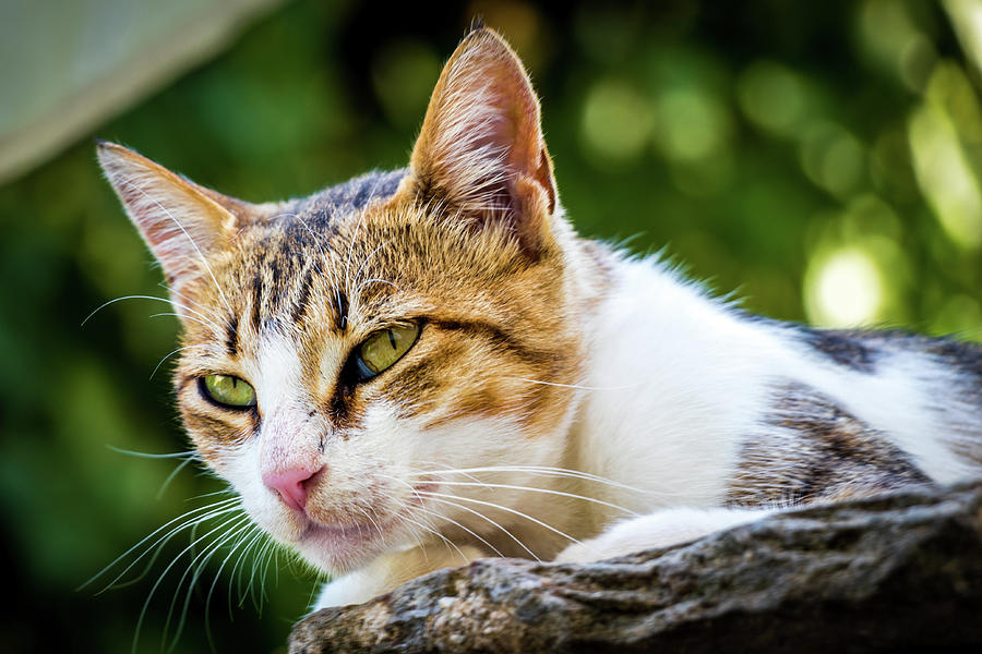 Lazy Cat Photograph by Dobrica Dunat - Fine Art America