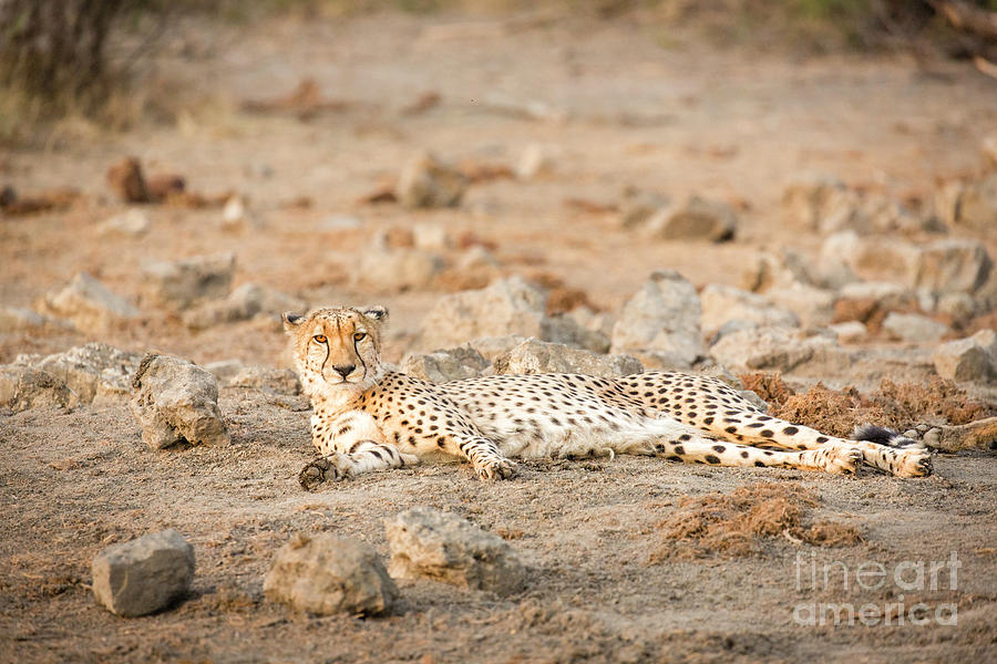 Lazy Cheetah 1 Photograph by Timothy Hacker
