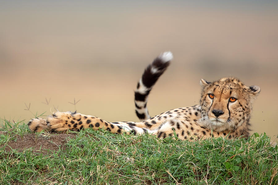 Lazy Cheetah Photograph by Alessandro Catta