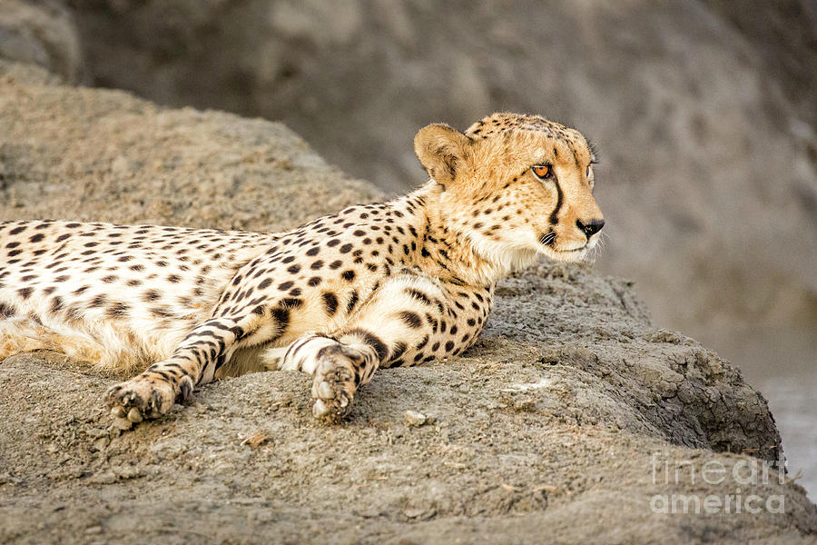 Lazy Cheetah Photograph by Timothy Hacker