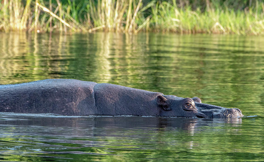 Lazy Day on the Zambezi Photograph by Marcy Wielfaert