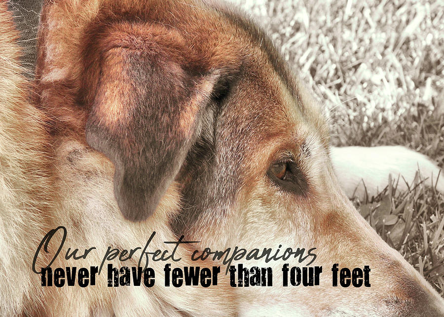 Dog Photograph - LAZY DAY quote by JAMART Photography