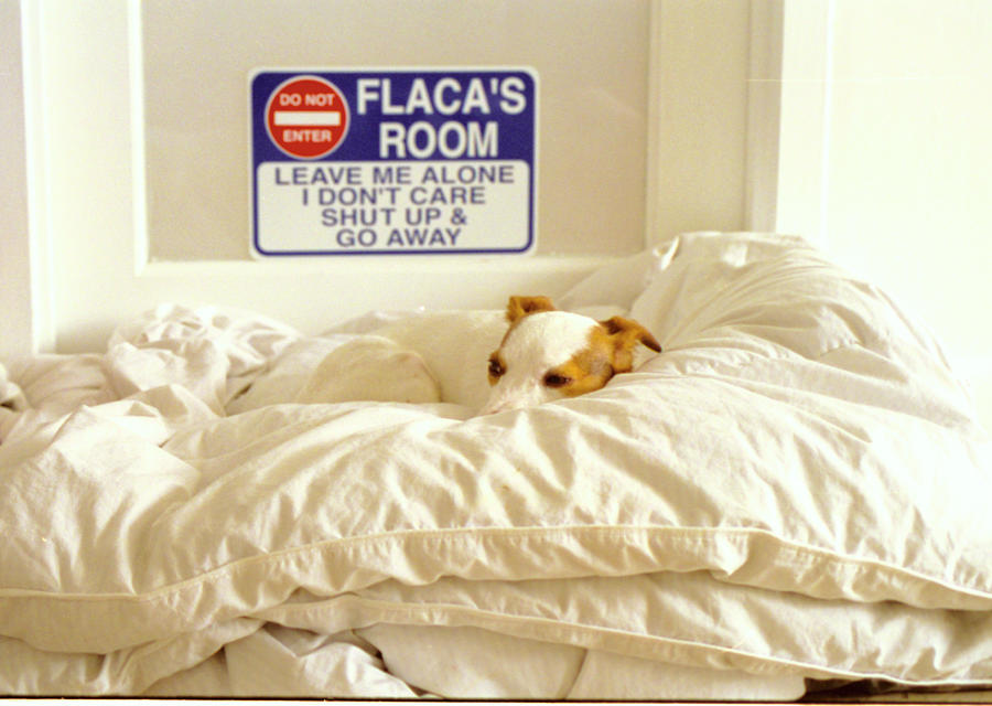 Lazy Dog Lying In Bed Digital Art by Joanne Montenegro