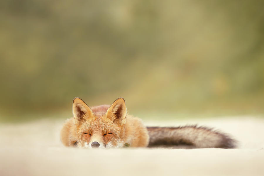 Animal Photograph - Lazy Fox Series - Sleepy Fox is Sleepy by Roeselien Raimond