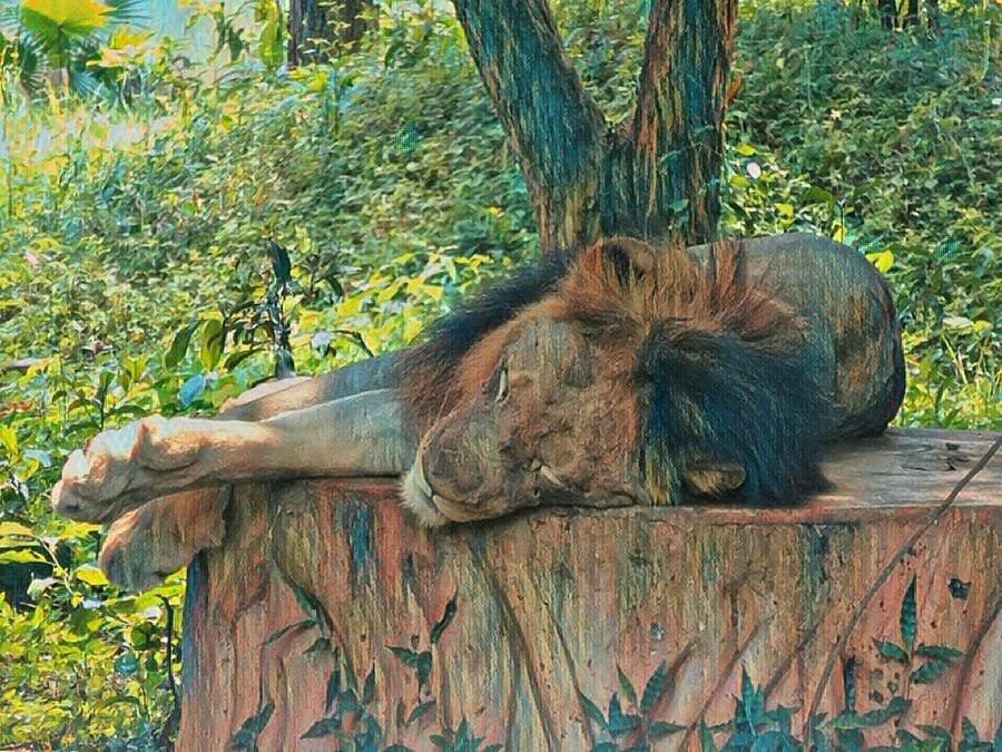 Lazy Lion Photograph