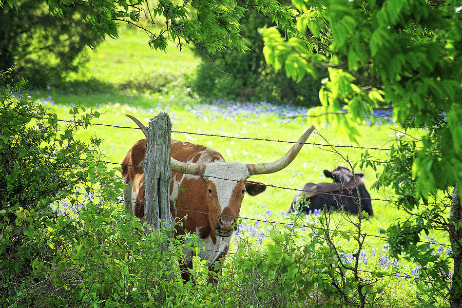 Lazy Longhorn Day in the Country Photograph by Lynn Bauer