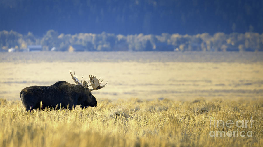 Lazy Morning In Teton National Park Photograph by Doug Sturgess