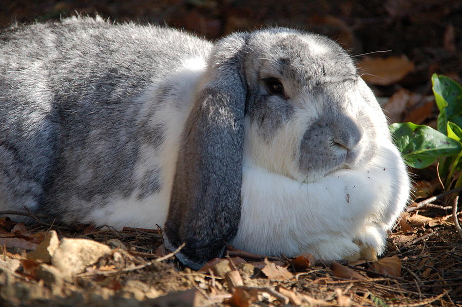 Lazy Rabbit Photograph by Lynne Iddon