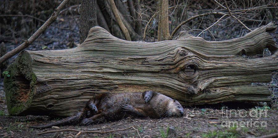 Nature Photograph - Lazy River Otter by Paulette Thomas