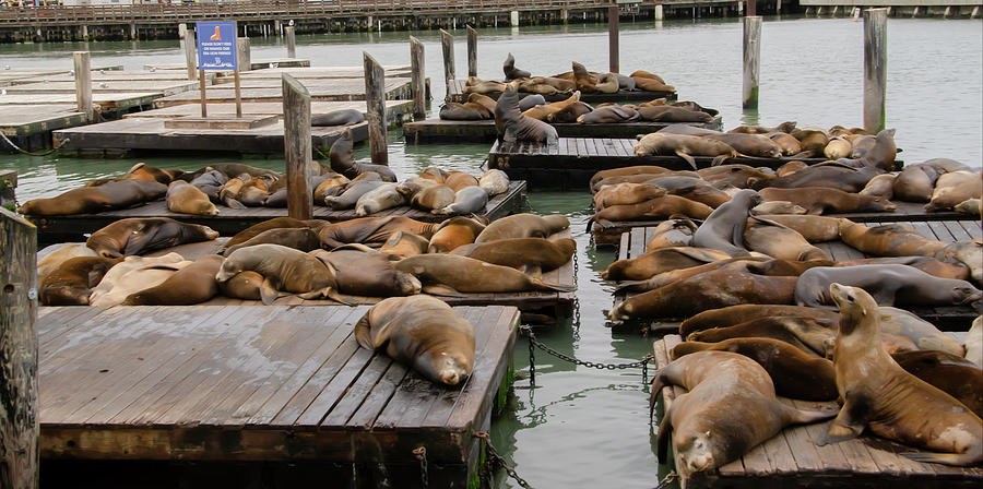Lazy Sea Lions - Pier 39 San Francisco Photograph by Bill Cannon