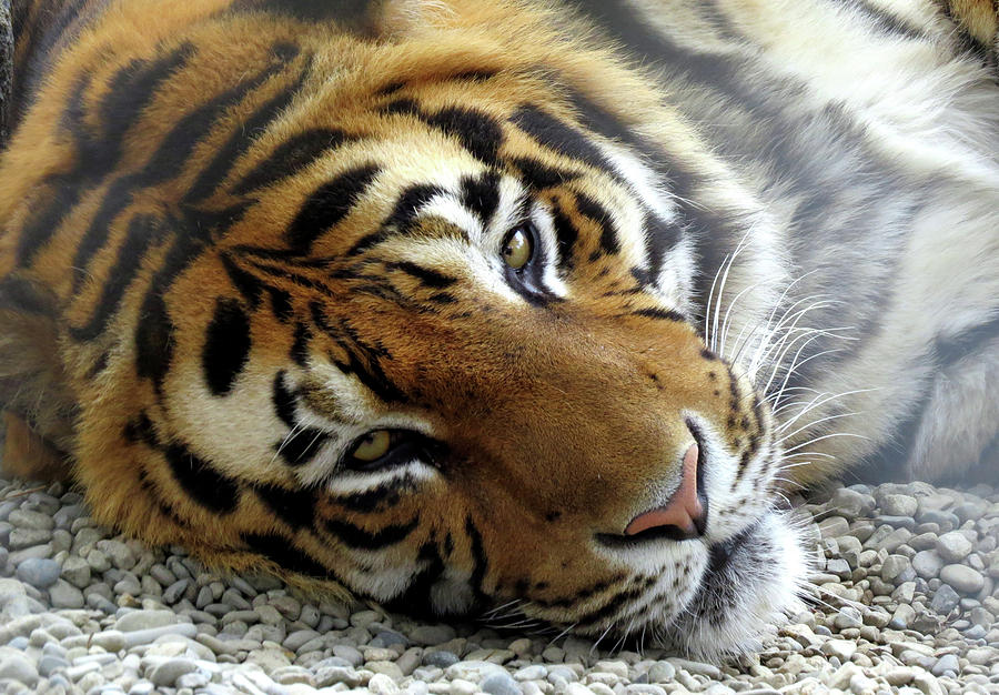 Lazy Tiger Photograph by Bailey Watson - Fine Art America