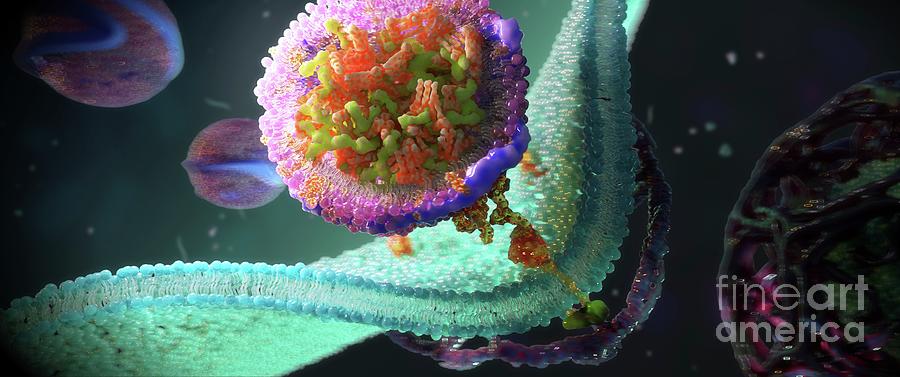 Ldl Receptors On Cell Membrane Photograph by Nanoclustering/science Photo Library