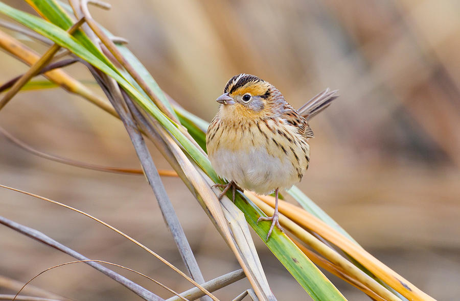 Le Contes Sparrow Photograph by James Zipp