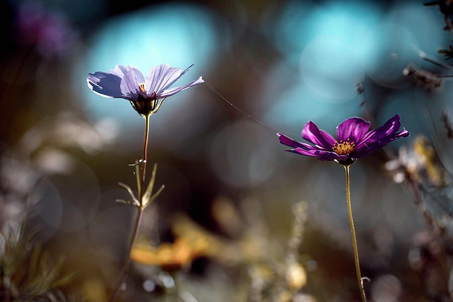 Flower Photograph - Le Lien by Fabien Bravin