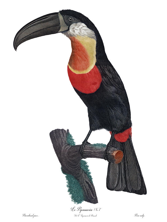 Le Pignancoin Toucan Bird, Antique Bird Print, Jacques Barraband, Francois Levaillant Drawing