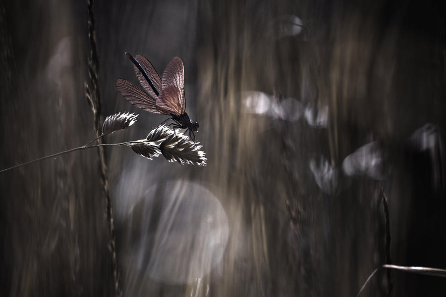 Dragonfly Photograph - Le Point De Suspension by Fabien Bravin