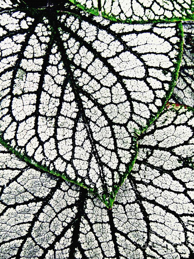 Leaf Abstract 19 Photograph by Sarah Loft