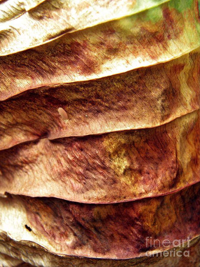 Nature Photograph - Leaf Abstract 25                  by Sarah Loft