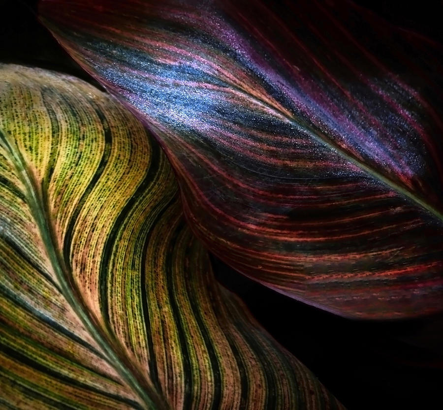 Leaf Abstract In Winter 2024 Photograph by Robin Wechsler