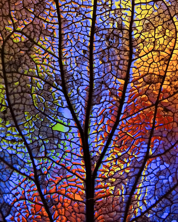 Leaf Abstract Photograph by Ivan Lesica