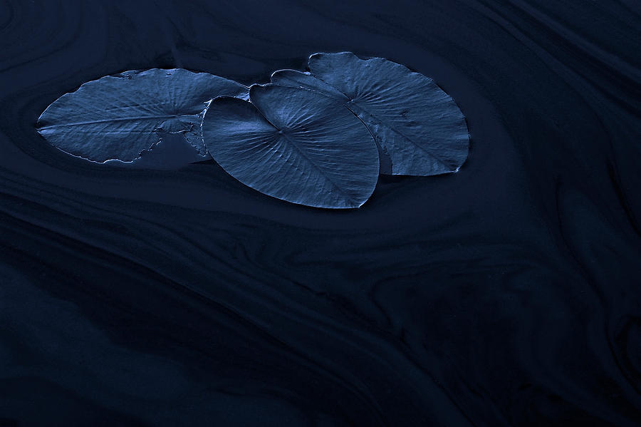 Abstract Photograph - Leaf. by Allan Wallberg