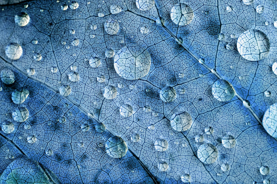 Leaf And Drops Blue Photograph by Geoffrey Gilson Photography
